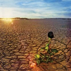 JD Souther Black Rose New Merch